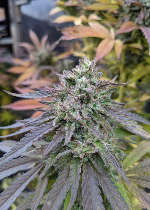 Close-up of a cannabis plant with vibrant leaves and dense buds