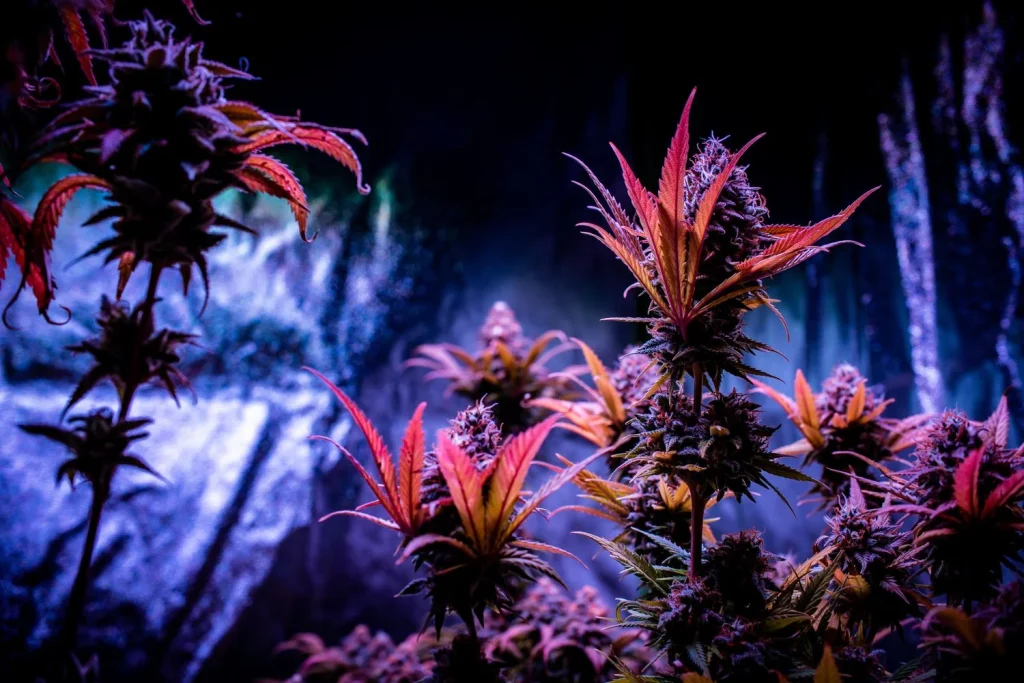 Vibrant purple cannabis plants growing under artificial lights in British Columbia.